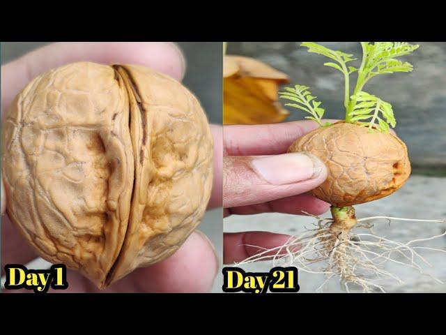 The Propagation Process of Walnut Tree from Seed // How to Grow Walnut Seed at Home.