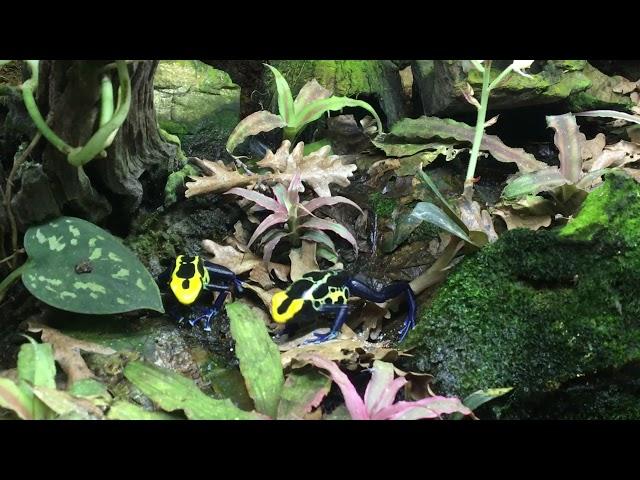 Dendrobates tinctorius Robertus