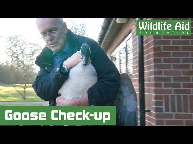 Rescued Canada Goose with an Injured Leg