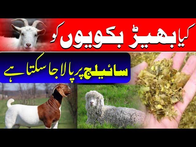 Can we use silage in goats ||kiya bakriyon ko silage istmal kia  ja skta ha || Goat and silage