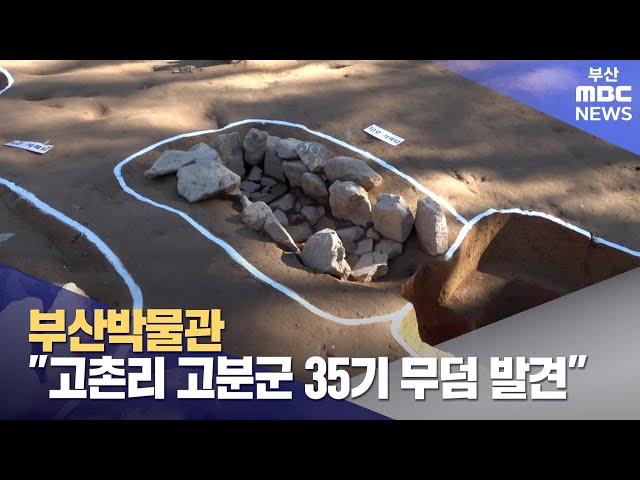 부산박물관, "고촌리 고분군 35기 무덤 발견" (2024-11-18,월/뉴스데스크/부산MBC)