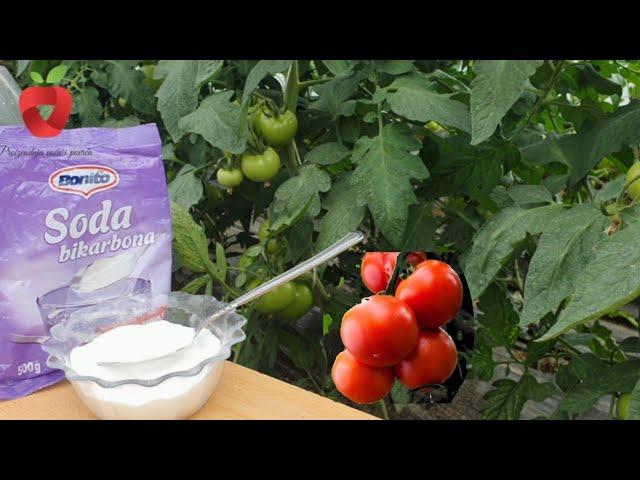 Baking soda is now the only salvation for your plants