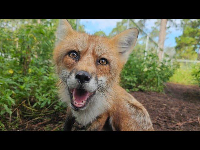 Meet our new Fur Farm rescue! Big Red Jr!