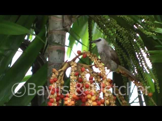 Yellow vented bulbul, Perak, Malaysia. 20130621_164832.m2ts