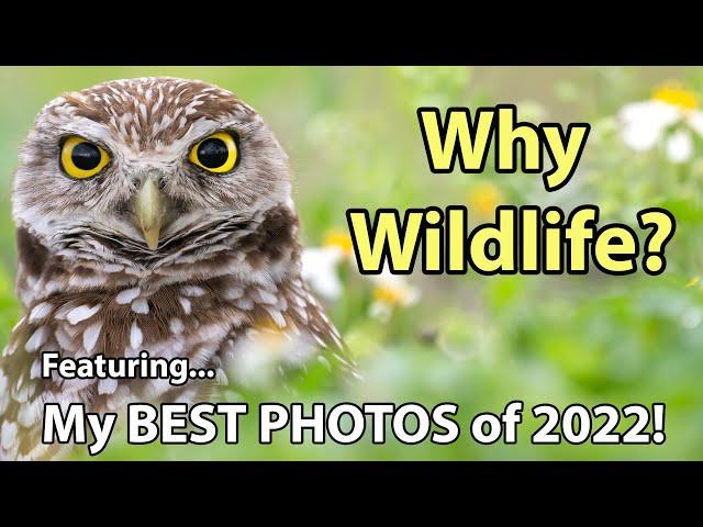 Why I Photograph Wildlife And My Best Photos Of 2022