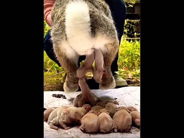 rabbit giving birth #rabbit #rabbitgivingbirth#shorts #short