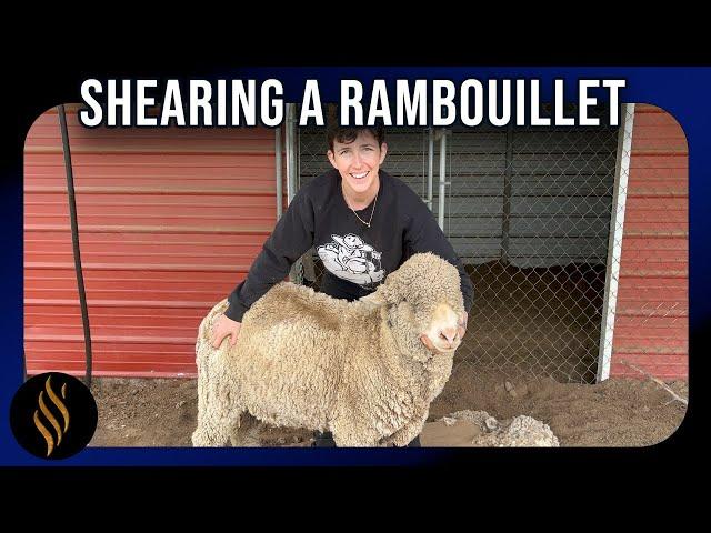 Juda The Rambouillet Wether & His Fleece