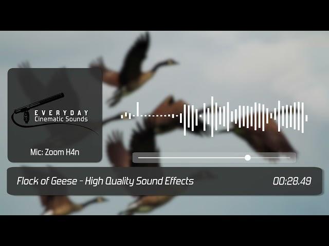 Flock of Geese | HQ Sound Effects