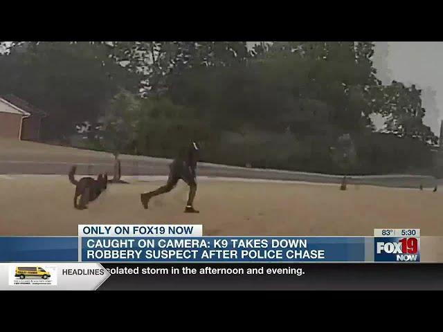 WATCH: K-9 officer takes down robbery suspect after police chase