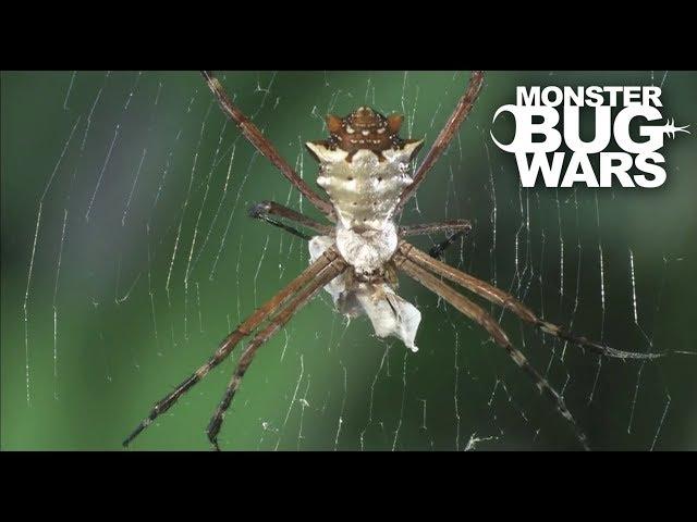 Assassin Bug Collection | MONSTER BUG WARS