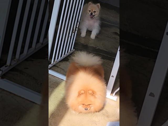 깜돌이 등원  #대구강아지유치원 #강아지