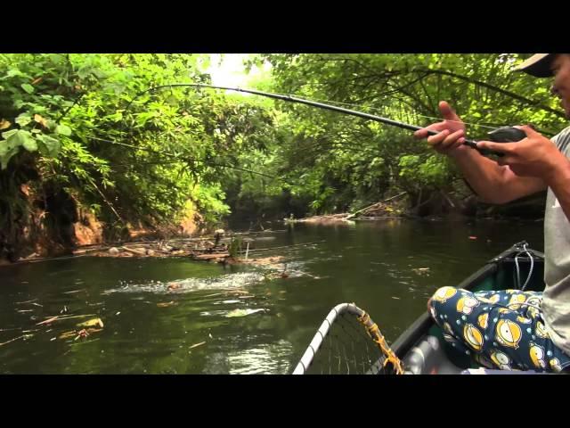 Papuan Black Bass Fishing part-2 with Gong Lei