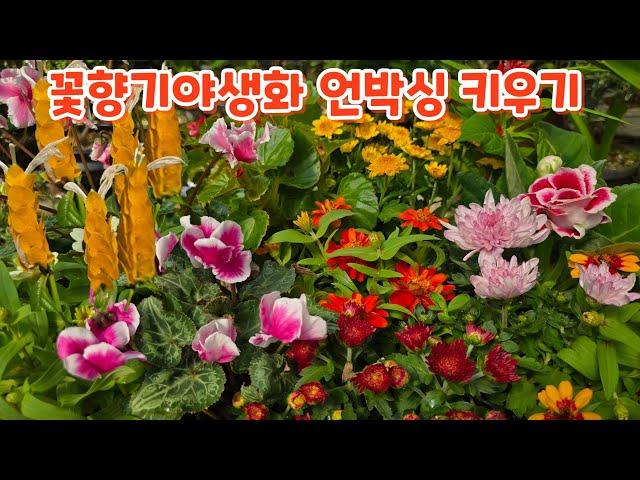 #꽃향기야생화 언박싱 #황금새우초 #글룩시니아 #캉캉씨클라멘 #국화 #촛불맨드라미 미니백일홍 키우기