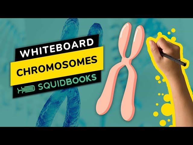 Chromosomes | Whiteboard by SquidBooks