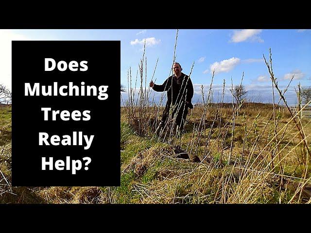 Does grass affect trees? We ran an experiment.