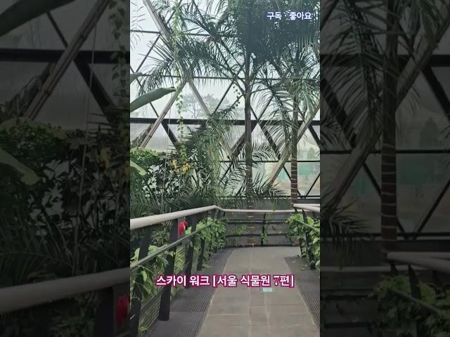 #여행 [250327] #스카이워크 #밀림 #다리운동 #건강 #식물 #여행 #관광