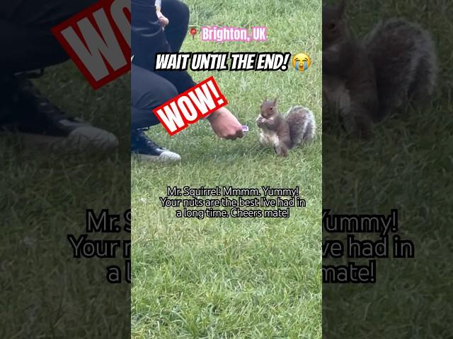 MR. SQUIRREL V MR AND MRS PIGEON- #learnenglish #jokes #humour #park #squirrels #pigeons #nuts #fun