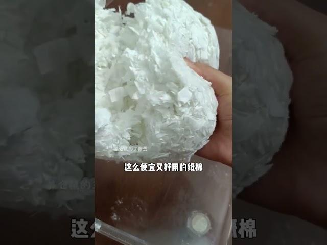 贝尔吉的羊毛，你们薅了吗？ 仓鼠 养鼠日常分享 金丝熊 萌宠出道计划