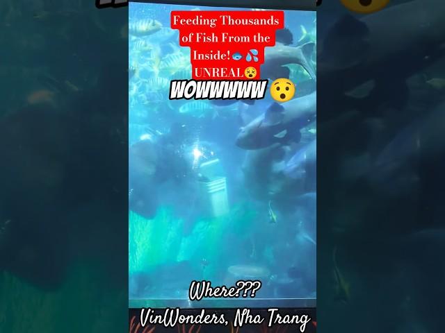Is This Real? Feeding Fish Underwater Like a Pro! #vinwonders #nhatrang #vietnam #travel #shorts