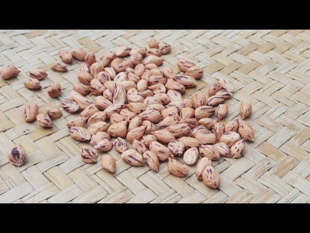 cara mudah menanam kacang tanah / How to start growing peanuts