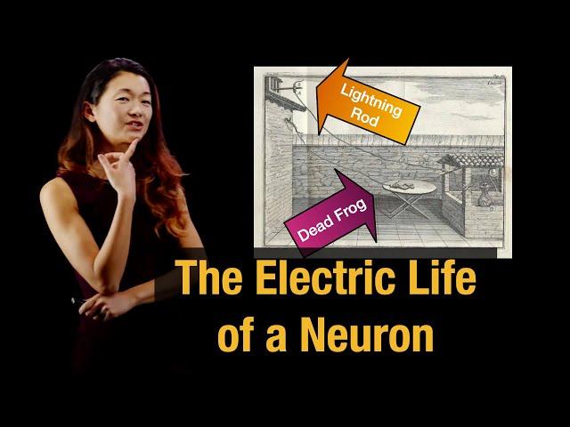 Animal Electricity | The Neuron Doctrine