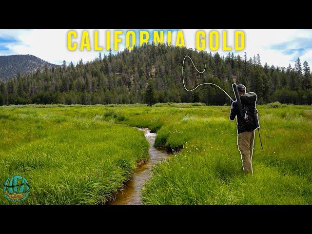 Fly Fishing Small Creeks for LEGENDARY Trout! || CALIFORNIA GOLD - A trout fishing film