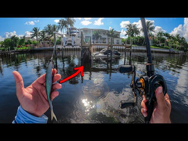 Catching Huge Fish Hiding Under Docks