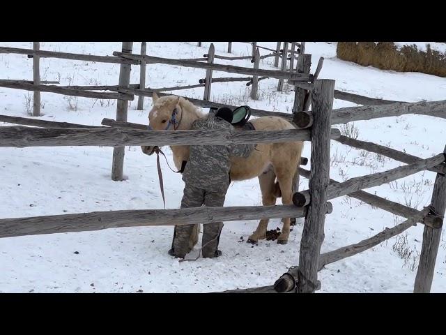 Куба КРАСАВЧИК!!!                                                  Обучил жеребца!