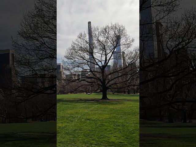 #Shorts an Early Spring Day in Central Park