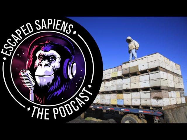 Why did they truck 2000000 bee hives 12000 miles? | Dave Goulson | Escaped Sapiens Podcast