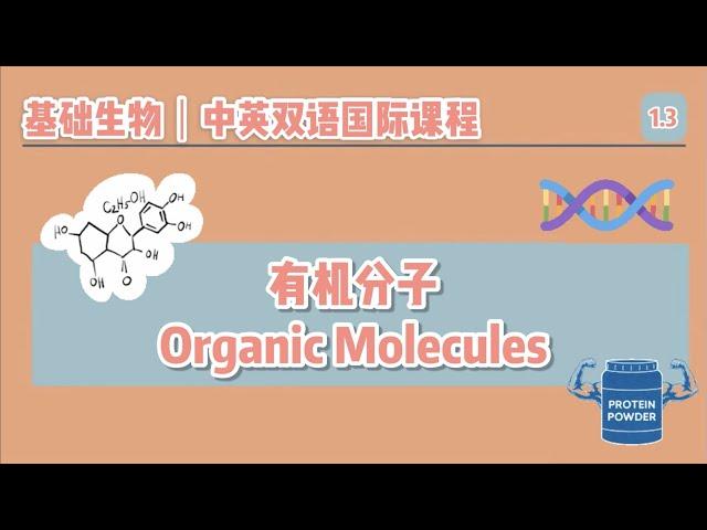 【中英双语国际课堂-基础生物】生命体有哪些有机高分子？单体如何组成了高分子？ | Macromolecules in Organisms & How Monomers form Polymers?