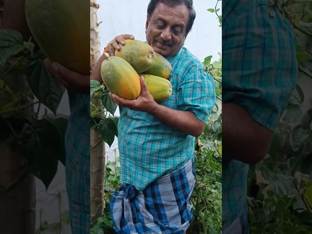 pappaya harvesting #ytshorts #nature #farming #shorts #song#viralvideo