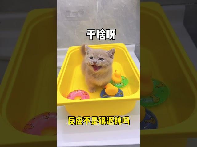 【獨生子的日常】如何对付不聪明又不爱洗澡的猫咪#小奶喵 #铲屎官的乐趣