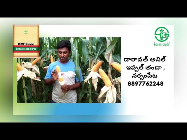 KMH8322 #corn #bestseeds #maizecultivation #8322 #trending #trendingshorts #trendingstatus