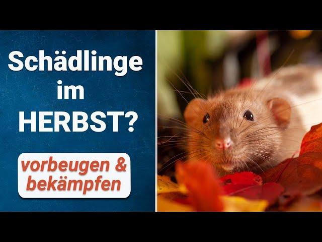 Schädlinge vorbeugen   Mit diesen Schädlingen musst du im Herbst rechnen 