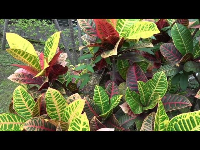 變葉木 雞屎藤  北一女校園植物