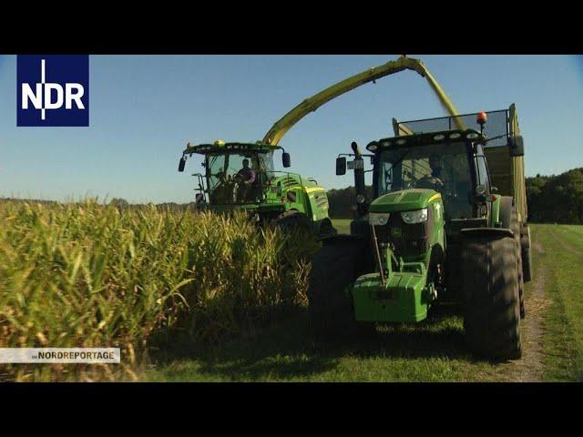 Herbst im Norden: Maisernte unter Hochdruck | die nordreportage | NDR Doku