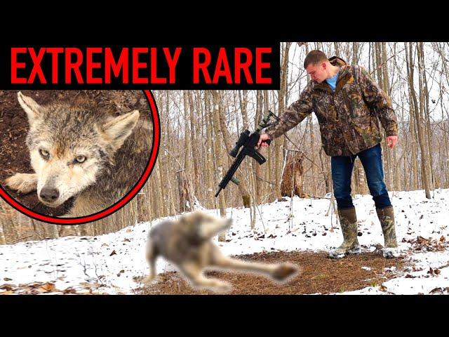 I Trapped an EXTREMELY RARE Hybrid Coyote!