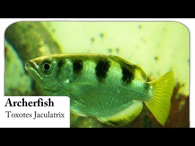 [HD] Banded Archerfish / Schützenfisch - Toxotes Jaculatrix