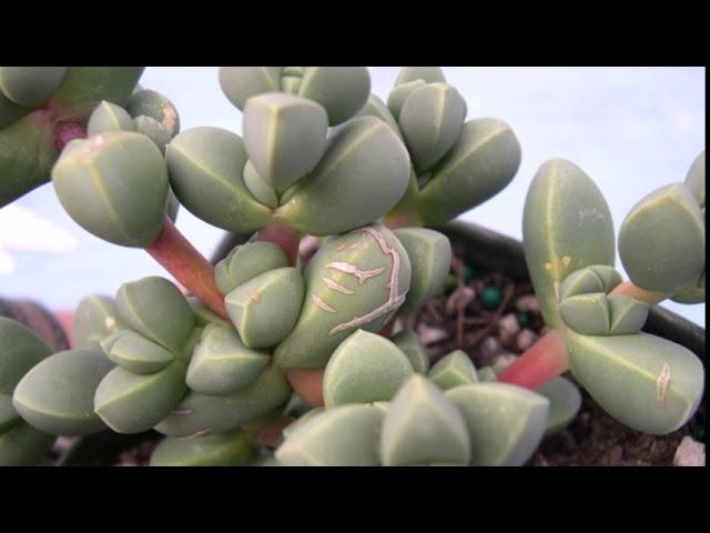 Latest Corpuscularia Lehmanni Plants Varieties