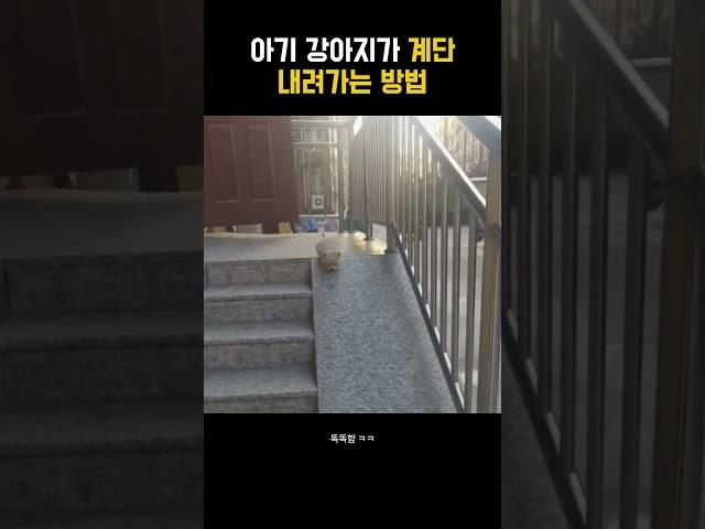 아기 강아지가 계단 내려가는 방법