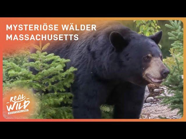 Geheimnisvolle Pfade der Schwarzbären: Ein Abenteuer | Real Wild Deutschland