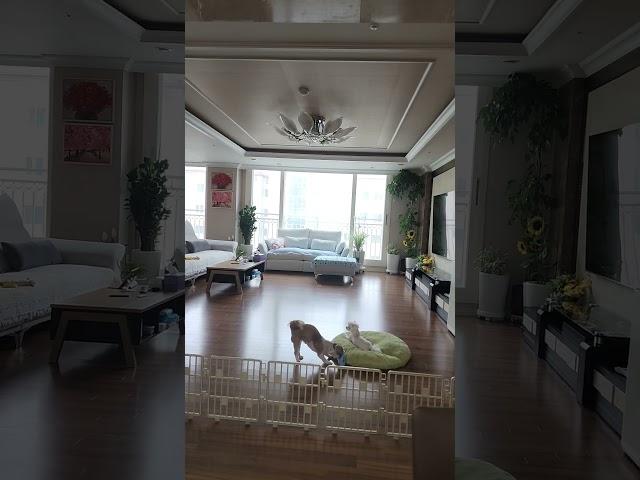 망고 와 인형 #반려동물 #강아지