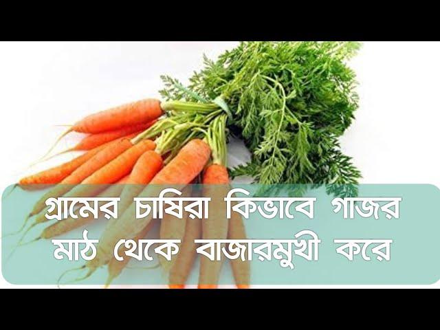 Methods of carrot cultivation || How To Grow Carrots || World Of Bidhan ||