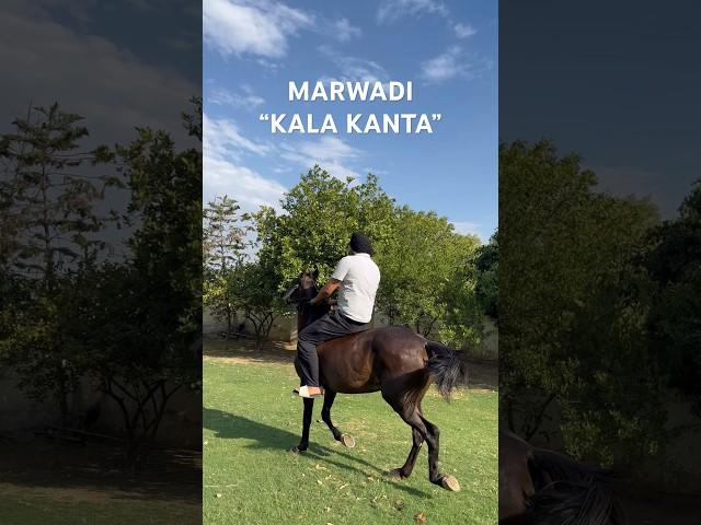 #horseriding #marwadi