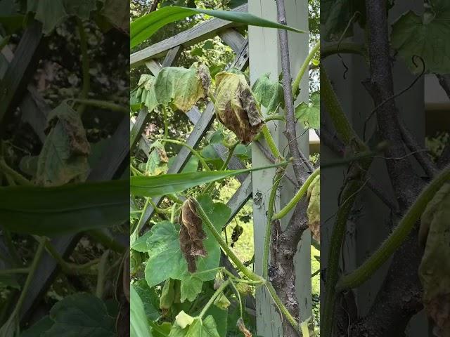 Squash Vine Borer Totaled Squash Plants