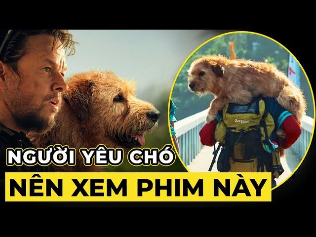 [Review Phim] Chú Chó Kiên Cường - Arthur the King !!!