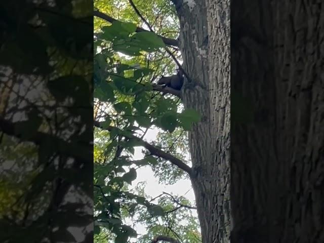 Black Squirrel #squirrel #nature #share #outdoors #naturephotography #wildlifephotography #wildlife