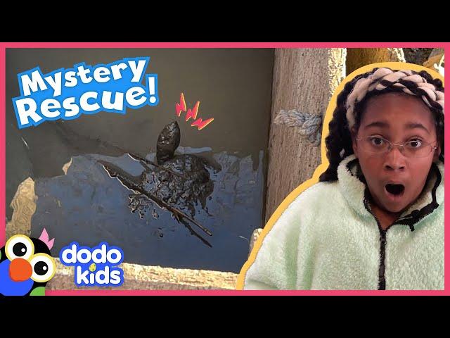 Mystery Rescue! What Kind Of Animal Is Stuck In This Box? | Dodo Kids | Rescued!