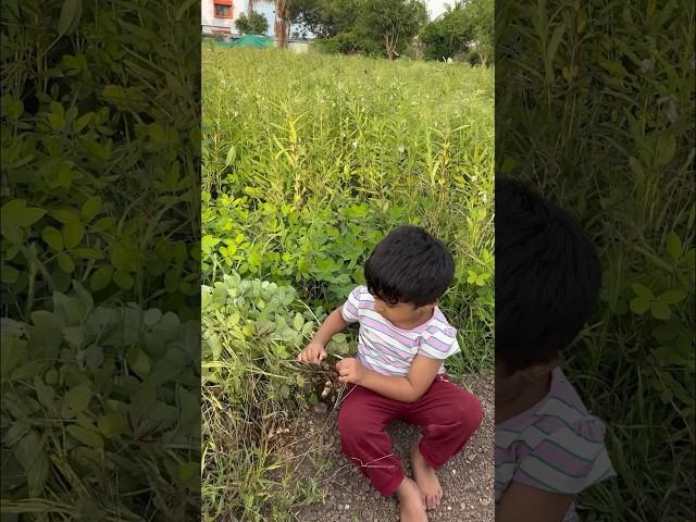 Farm #girija #farmhouse #farm #village #villagelife #cutegirl #toddlerlife #nature #naturelovers